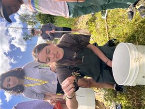 crayfish